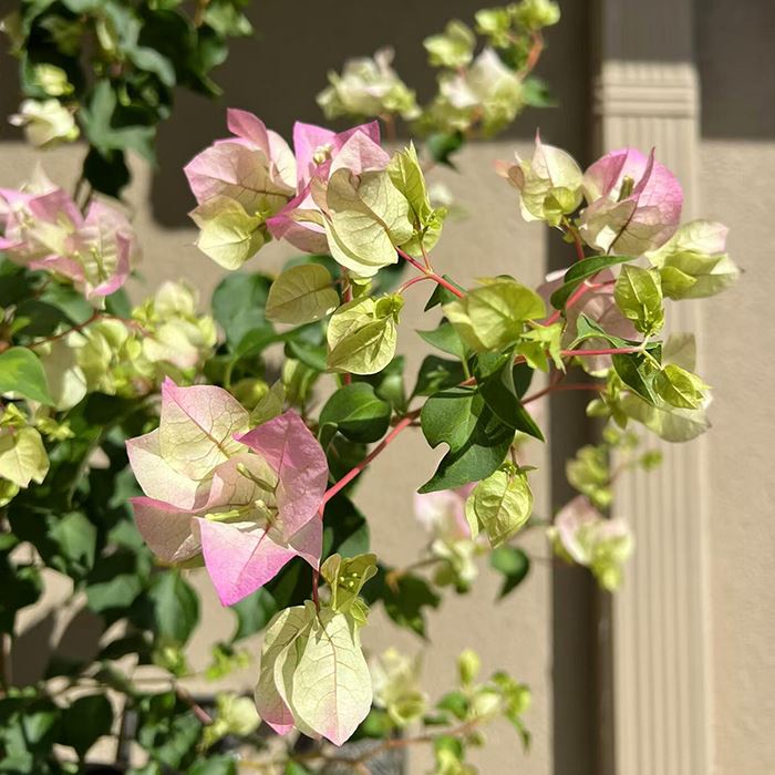 Bougainvillea 'Imperial Thai Delight'