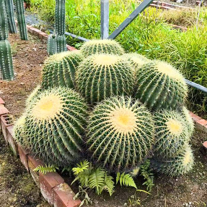 Large Golden Barrel Cactus