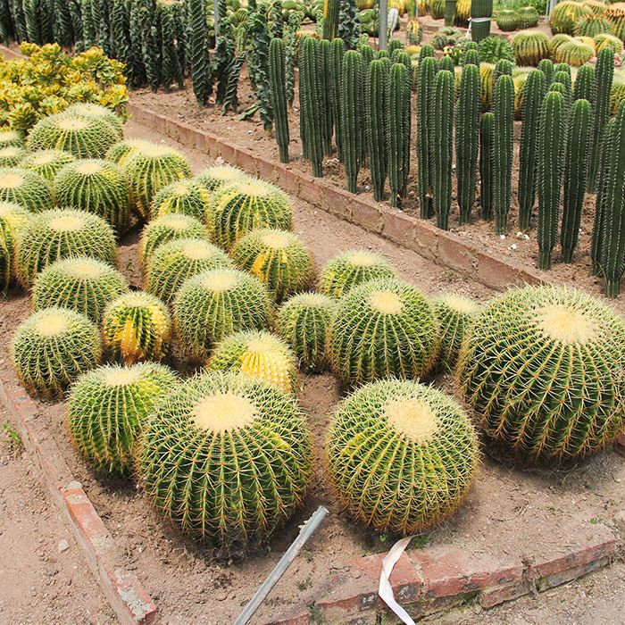 Large Golden Barrel Cactus