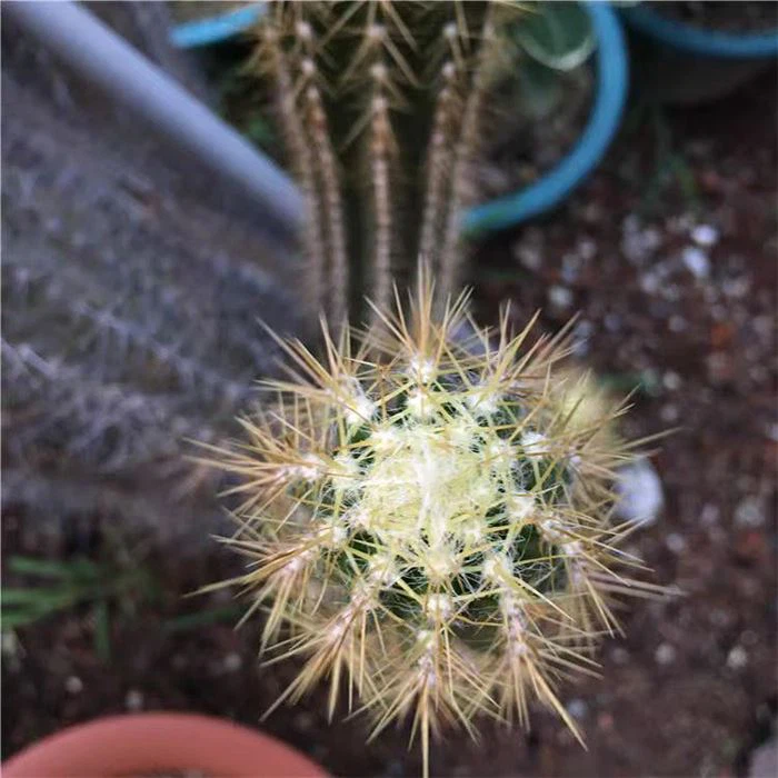 Pilosocereus Purpusii