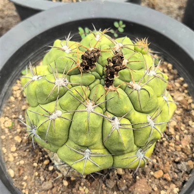 Гімнокалій