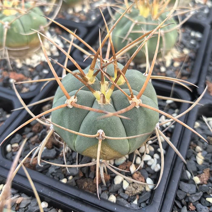 Gymnocalycium Cardenasianum