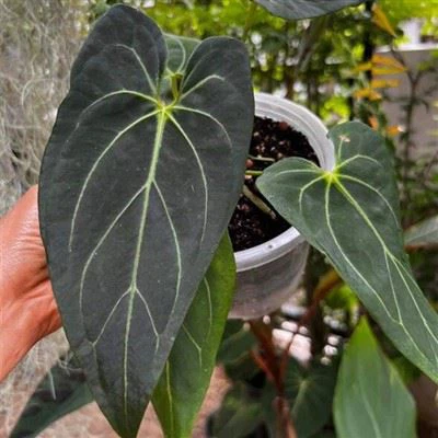 Антуріум 'Dark Mama'