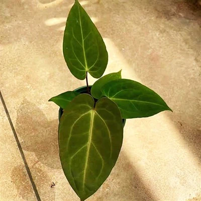 Рослина антуріум дреслери