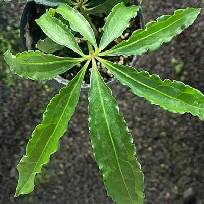 Антуріум полідактилюм