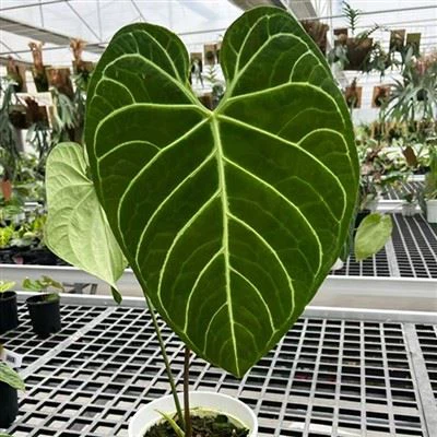 Антуріум Regale Plant