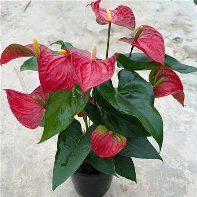 Антуріум Королівський Ред Чемпіон