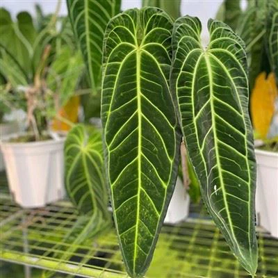 Антуріум вароккунанський