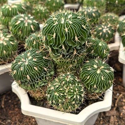 Echinofossulocactus Multicostatus