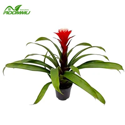 Гусманія Франческа