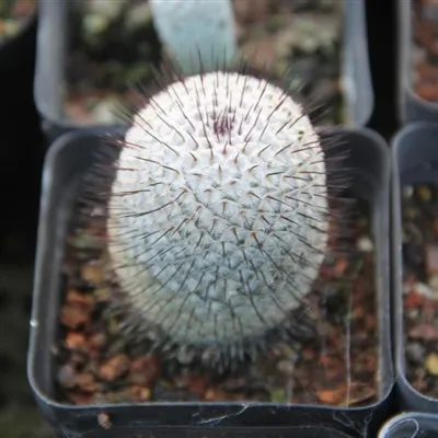 Mammillaria Perezdelarosae Subsp Andersonii