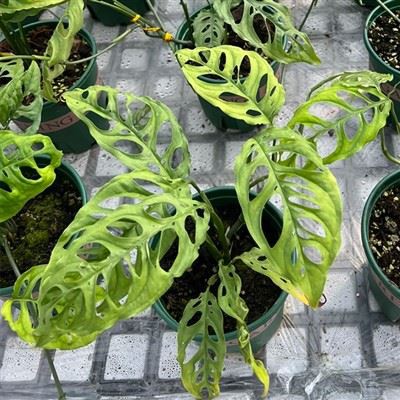 Обліква Монстера