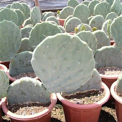 Кактус Опунція Робуста