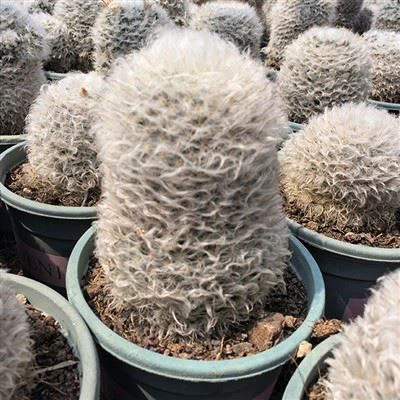 Кактус пуховий