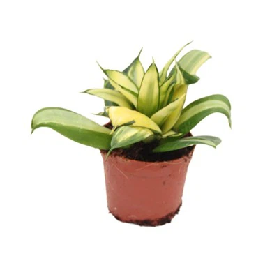 Sansevieria Trifasciata 'Twisted Sister'