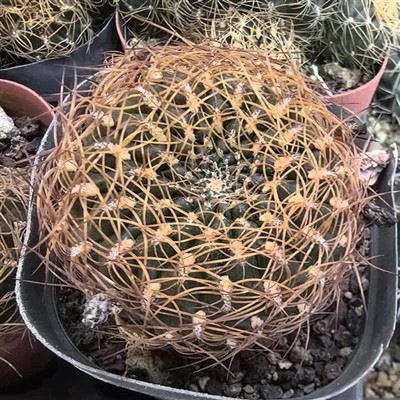 Сулькоребутія Цукерки